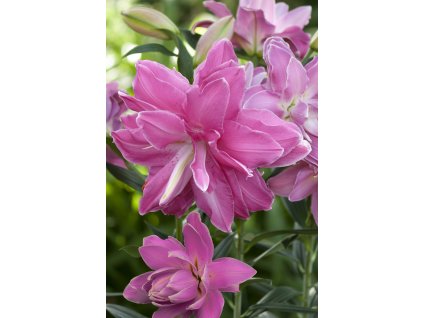 Lilie 'Lotus Wonder' 1 ks