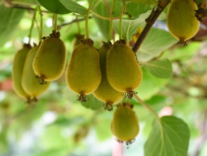 green kiwi fruit on actinidia issai tree picture id1011796782