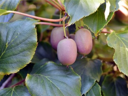 ripe kiwi grapes picture id492009124