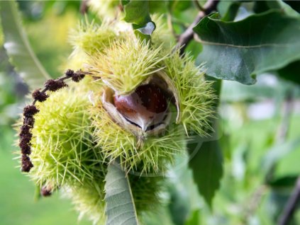 6743 1 kastanovnik jedly castanea sativa