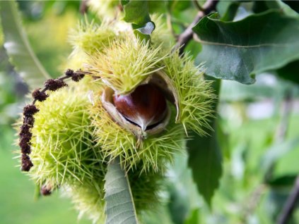 castanea sativa sweet chestnuts hidden in spiny cupules tasty nuts picture id1199983014