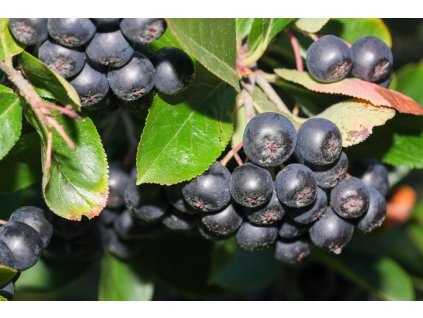 black chokeberry with dark purple black fruit closeup of black with picture id1267128907