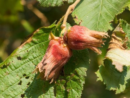 hazelnuts the fruits of corylus maxima purpurea picture id1181806003