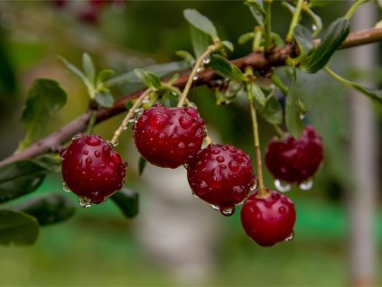 ripe cherries on a branch with drops of water after rain sunny day picture id1283666241