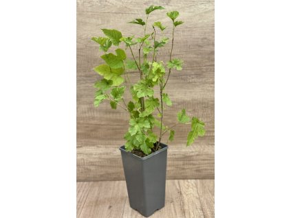 white mulberry picture id477239862