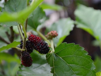 fresh mulberry picture id626778182