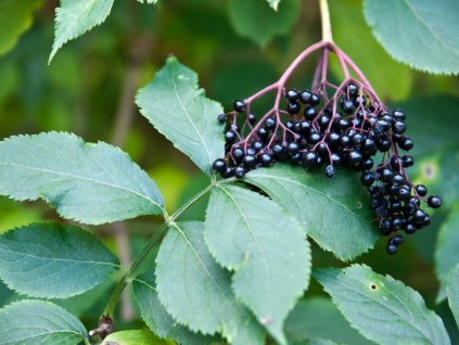elderberries on a natural background picture id492664678