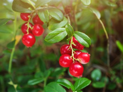 lingonberry berries picture id1264961267