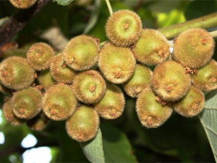 mini kiwi fruits on the tree little spotted kiwi picture id489428348