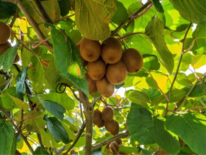 kiwi cultivation in italy picture id1278257068