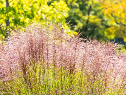 Ozdobnice čínská 'Little Zebra' (Velikost kontejneru 4l)