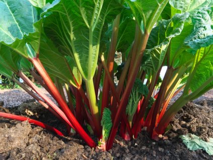 rhubarb picture id1051365496