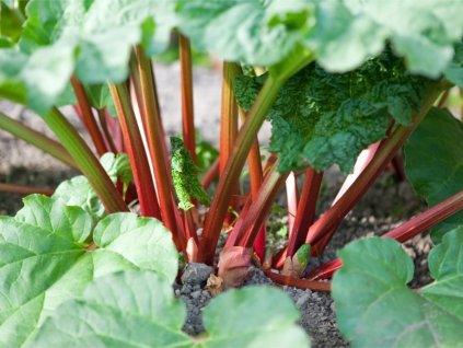 organic rhubarb stalks picture id173947604