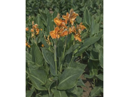 B6368779 1E66 4919 9CAF 3FE68CEED65C