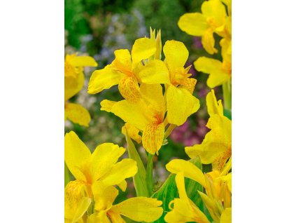 FA 16 0544 Canna Futurity Yellow