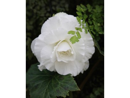 5DD77438 2562 4FBC 822D 907B65559BBB