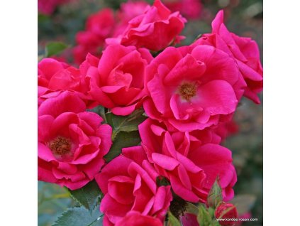 c492bc43471e960d3c3c9b094c6744202ede5fa1