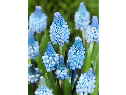 FA 09 0031 Muscari Azureum