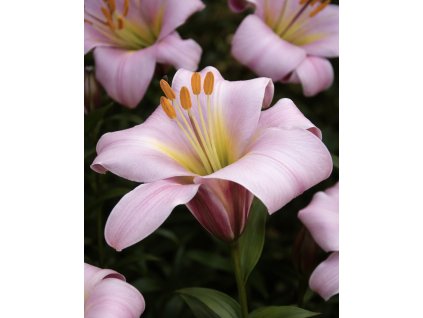 90AEAC46 02DA 434F 8D4A 59BB887BEBFC