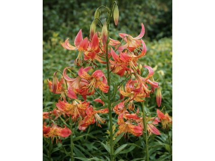 458460AC 5B97 48E2 BA9D 1AD370D5BF96