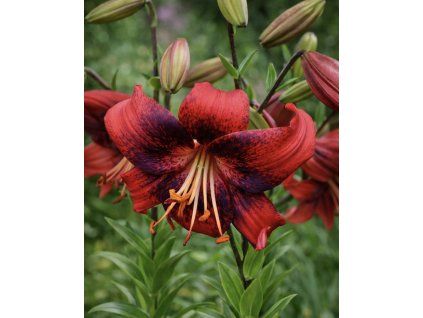 67B751CD F63F 43AC BDB1 22AAE3E23085