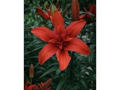 BAB77AA9 F664 4A33 BDDE 6BC8003F9B41