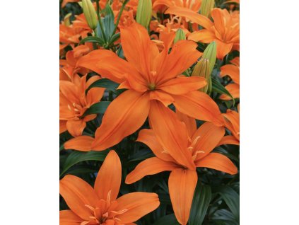 CFF4DBC7 5A93 443C A63F 788F30A08E11