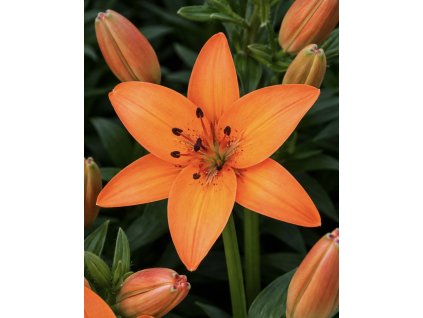 14CD5ADF 3CD9 42DB 8BCA 88E56C8963DC