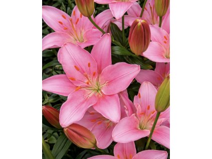 621265D1 4D14 4C59 B96F 38AF2AA0DCCE