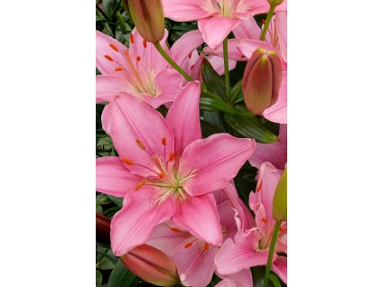 Foxtrot brochure (2)