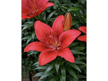 6A4475CC 8C3C 4BC6 98F1 416600FFE01A