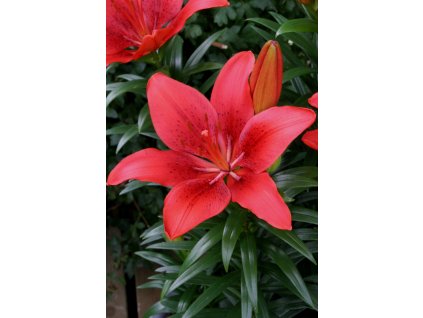 Happy Heart brochure (2)