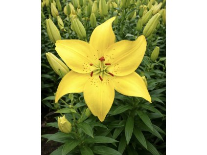 FF96D8F3 5EE3 4925 B016 376093CBB9BE