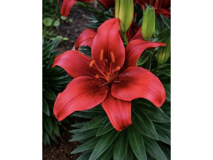 A4B6DA34 F98D 41F6 BDDC 8CCE208F2142