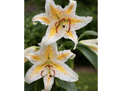 4A805006 9923 4956 923F 8B15DE1BDA07