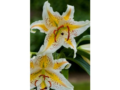 Auratum Gold Band brochure (2)