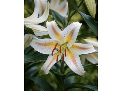 169ECB2E BE58 427C 82A5 E66A83BCB6F8