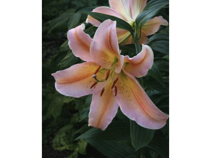 286120F2 CAF8 460D AB77 6C465110815B