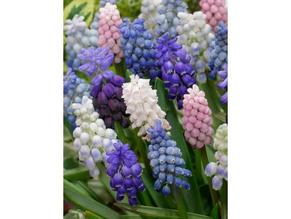 FA 13 0465 Muscari Mixed