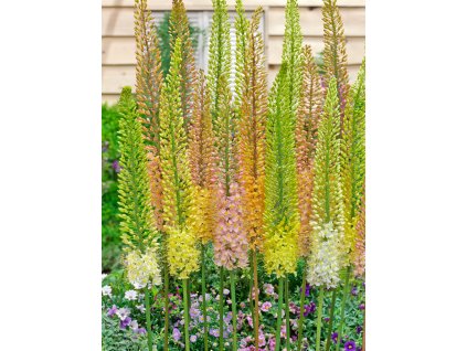 FA 14 0497 Eremurus Mixed