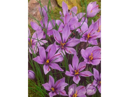 FA 16 0741 Crocus Sativus