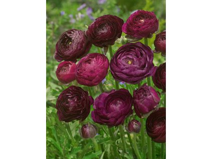 FA 14 0250 Ranunculus Purple Sensation