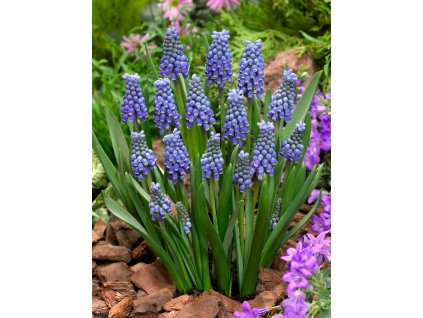 FA 13 0580 Muscari Blue Magic