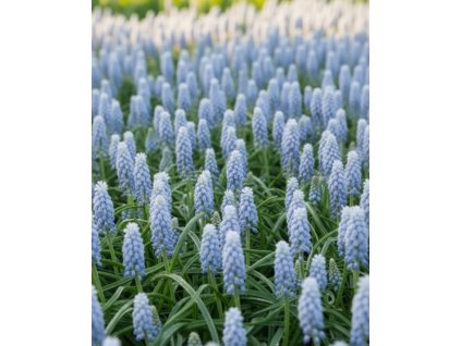 Generated Image November 12, 2025 9 22AM