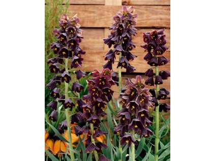 PL 07 0057 Fritillaria Persica