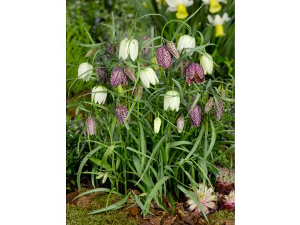 FA 08 0107 Fritillaria meleagris Mixed