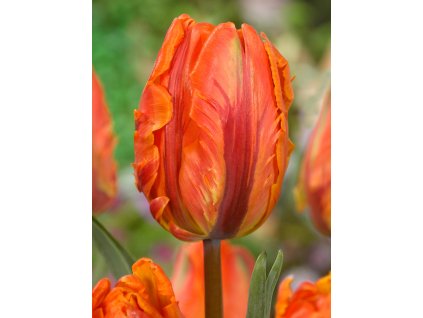 FA 12 0662 Tulipa Irene Parrot