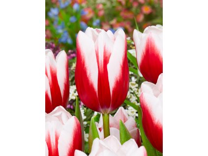 FA 18 0015 Tulipa Timeless