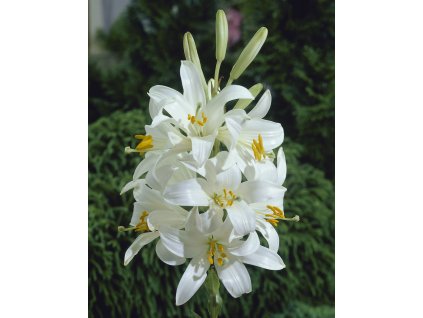 Lilie bělostná s bílými květy a zavřenými poupaty rostoucí na zahradě