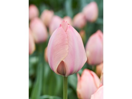 PJ 20 0109 Tulipa Salmon van Eijk
